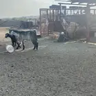 تيس فحل أجم املح