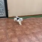 كلبه نوع مالتيز للبيع