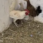 للبيع في عفيف