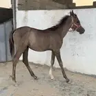 مهره واهو بنت كوهانتم