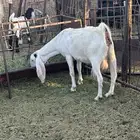 معزا هولنديات ومصريات