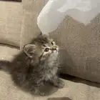 قط شيرازي
