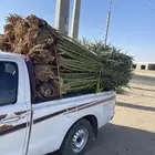 نخل البيع سعر مناسب