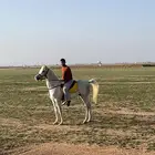 حصان عربي بدون أورق سبوق جدان جدان