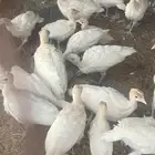 صوص رومي فرنسي الابيض حجم طيب العمر شهر الموقع طبرجل