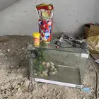حوض سمك كبير