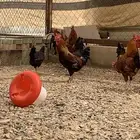 دياك عربي اصيل دم صافي