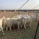 حري للبيع ذبايح مناسبات ضيوف ذبائح ثلاجه طريق بريمان جده