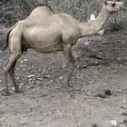 ناقه