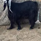 عنز عارضيه صنف