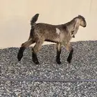 تيس شامي ثلاث شهور للبيع