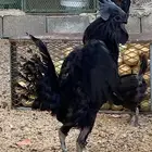 ديك اندنوسي
