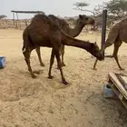 قعدان