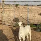 تيس بيشي ذبيحة