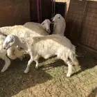طليان جبره للبيع