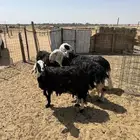 للبيع اربع شياه نجديات مضاريع