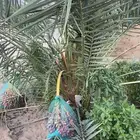نخله برنيه للبيع
