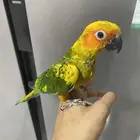 فرخ صن كنيور اليف على السوم
