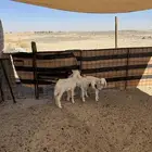 دوغير العدد3