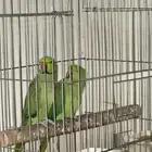 ببغاء للبيع للضروره