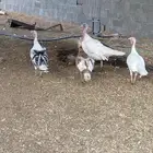 دجاج رومي