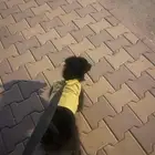 كلب للبيع