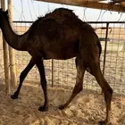 حاشي قصب فل شحم ف البر