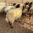 خرفان نعيم