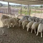 طليان حرية
