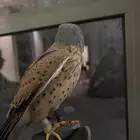 طير شبوط باشق وحط للبيع