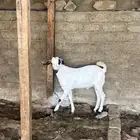 تيس بيشي مخصي