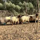 للبيع جذعات نعيم