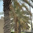 سعودي ابحث عن عمل يومي متفرغ اكثر الايام بدون تامينات