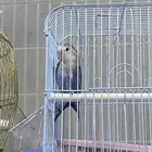 روز ذكر للبيع