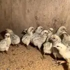 صوص صيصان فيومي المنيوم