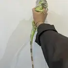 قوانا