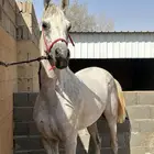 حصان واهو و البيع شعبي