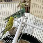 طيور الحب
