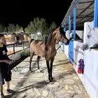 مهر واهو فاخر