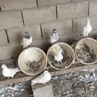 حمام فرنسي مجهن
