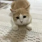 للتبني قط ذكر فصيلة الهمالايا
