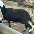 نعجة حجرية ونعجة حرية حيل