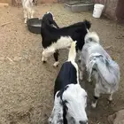 وادي الدواسر