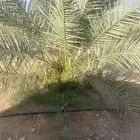 ثمار نخيل لعام 1446