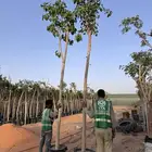اشجار فيكس لسان العصفور جميع الاحجام