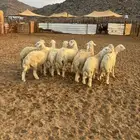 الشميسي طريق الخواجات