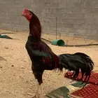 ديك بلجيكي