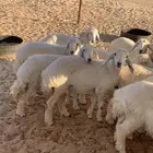 بهم حري 13 خروف و7 الرخال مغلق