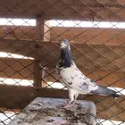 حمام بكستاني