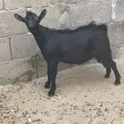 للبيع تيس جنوبي هجين